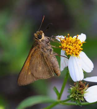 Palatka Skipper